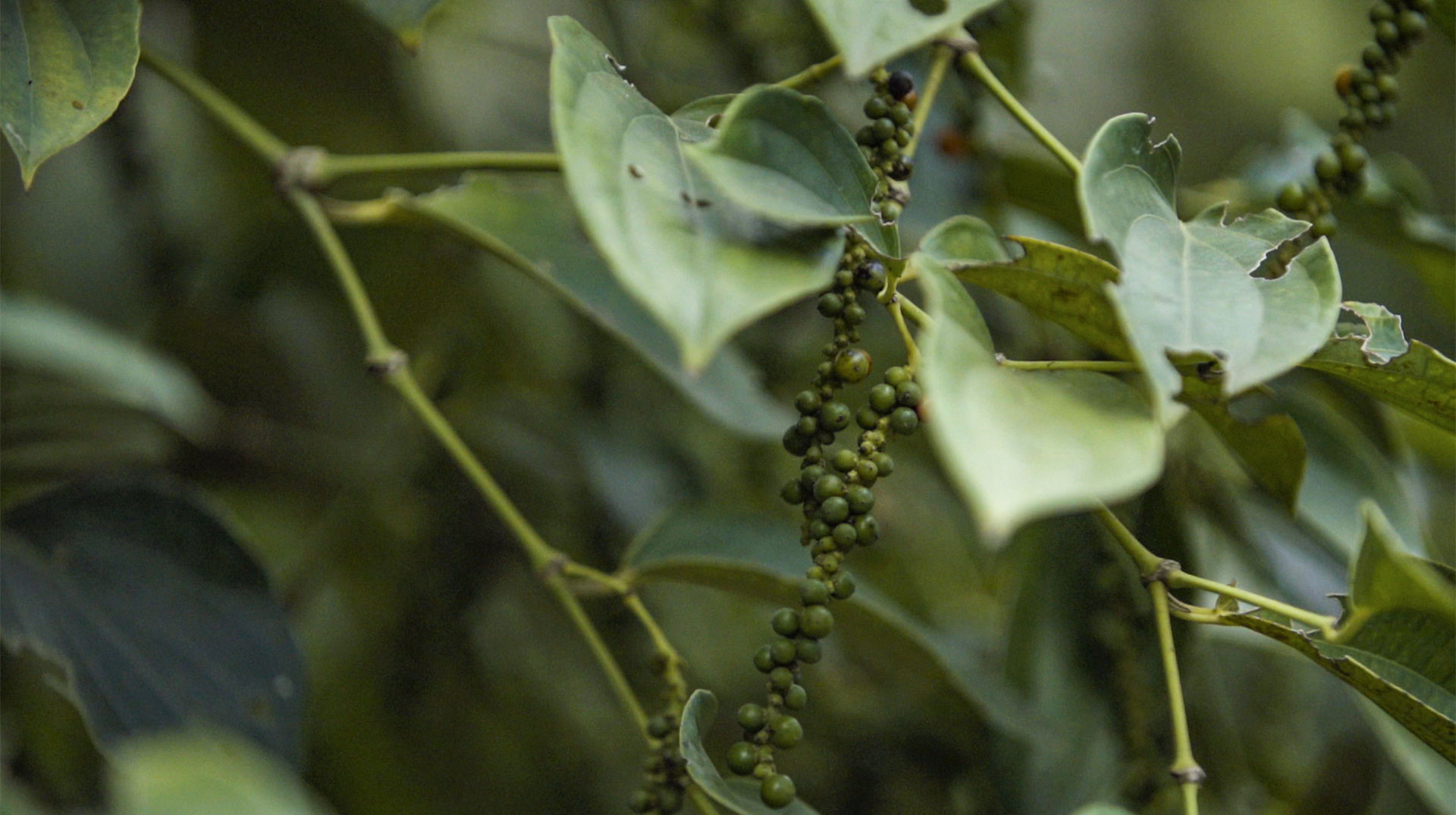 Des grains de poivre vert poussent en grappes parmi les feuilles.