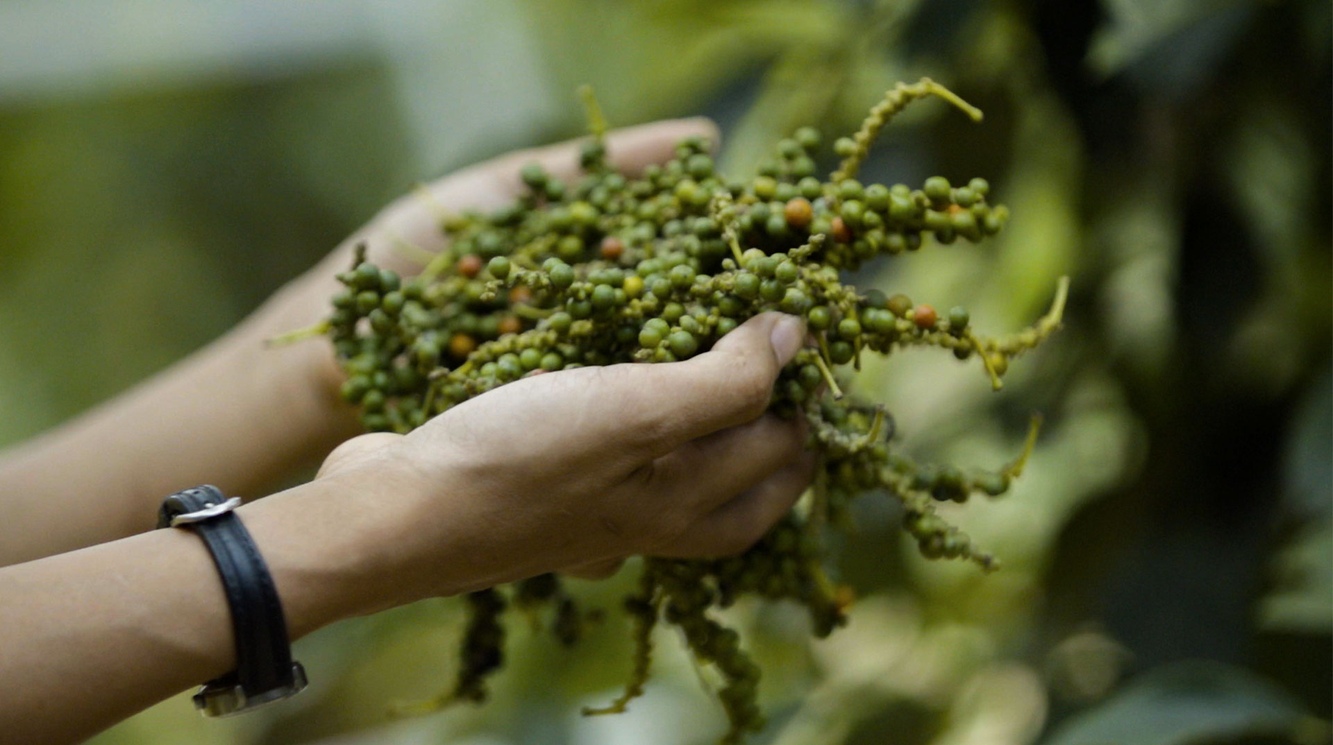 Une main tient des grappes de poivre vert de Kampot fraîchement récoltées.
