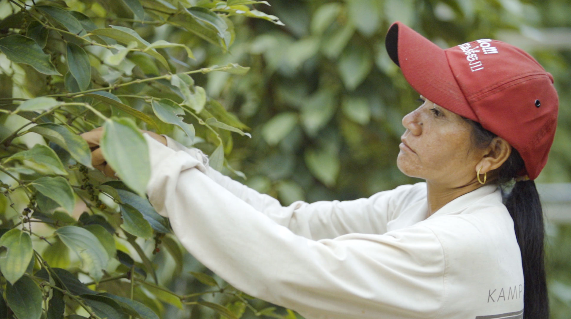 Une femme portant une casquette rouge cueille du poivre.