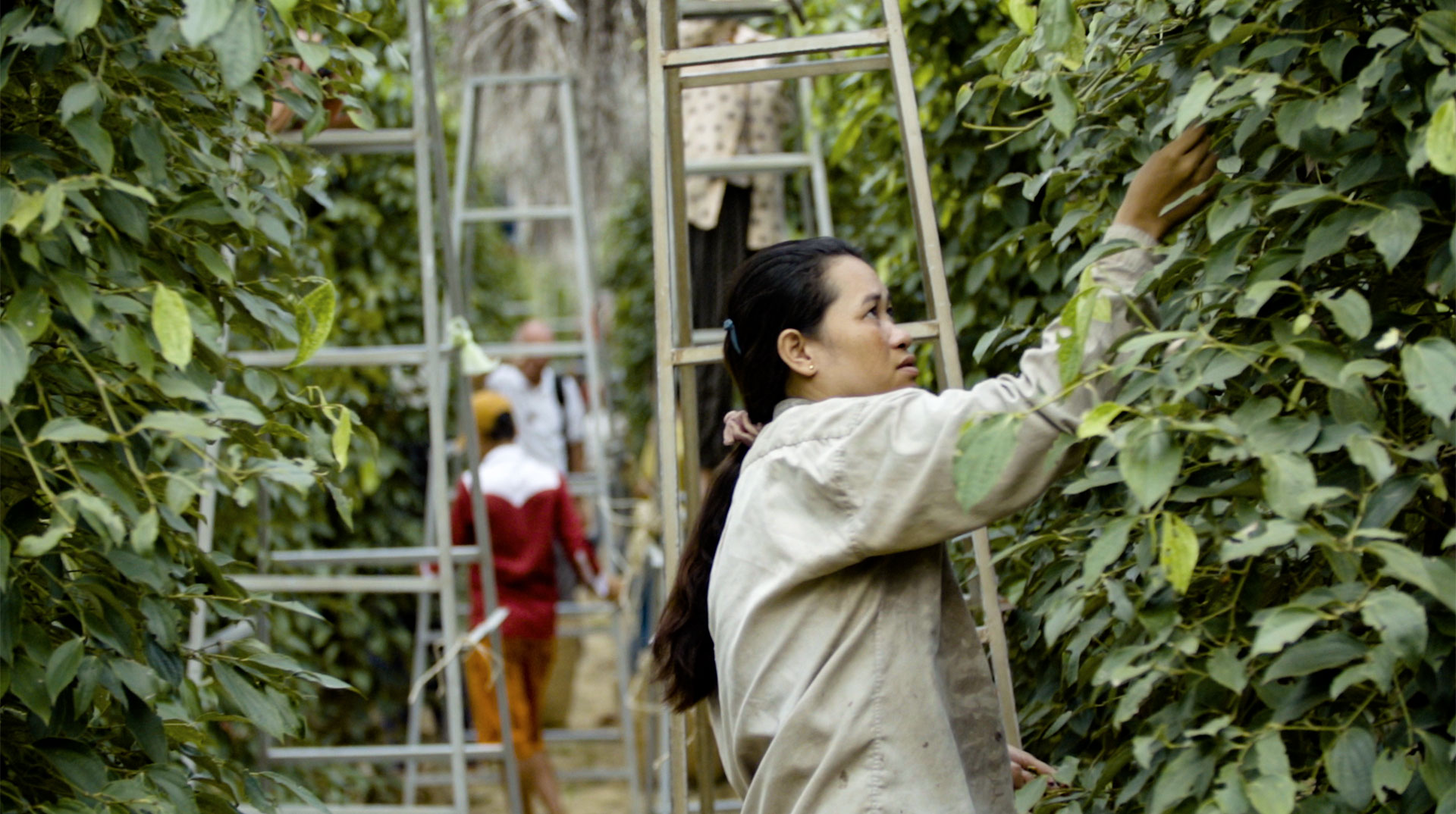Une femme récolte du poivre entre de hautes plantes grimpantes.