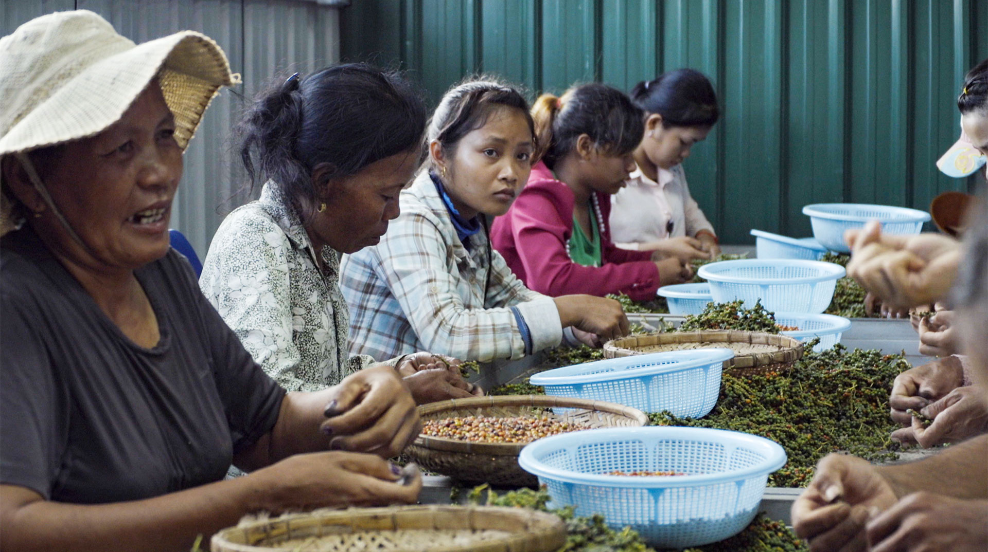 Des femmes trient des grains de poivre à la main autour d’une table.