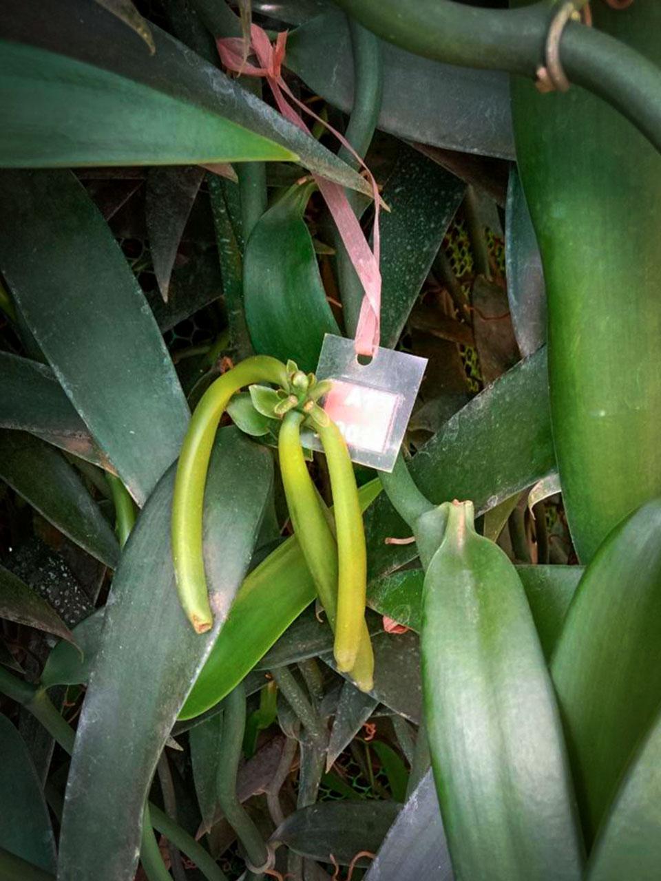 Des gousses de vanille vertes poussent sur un plant étiqueté.