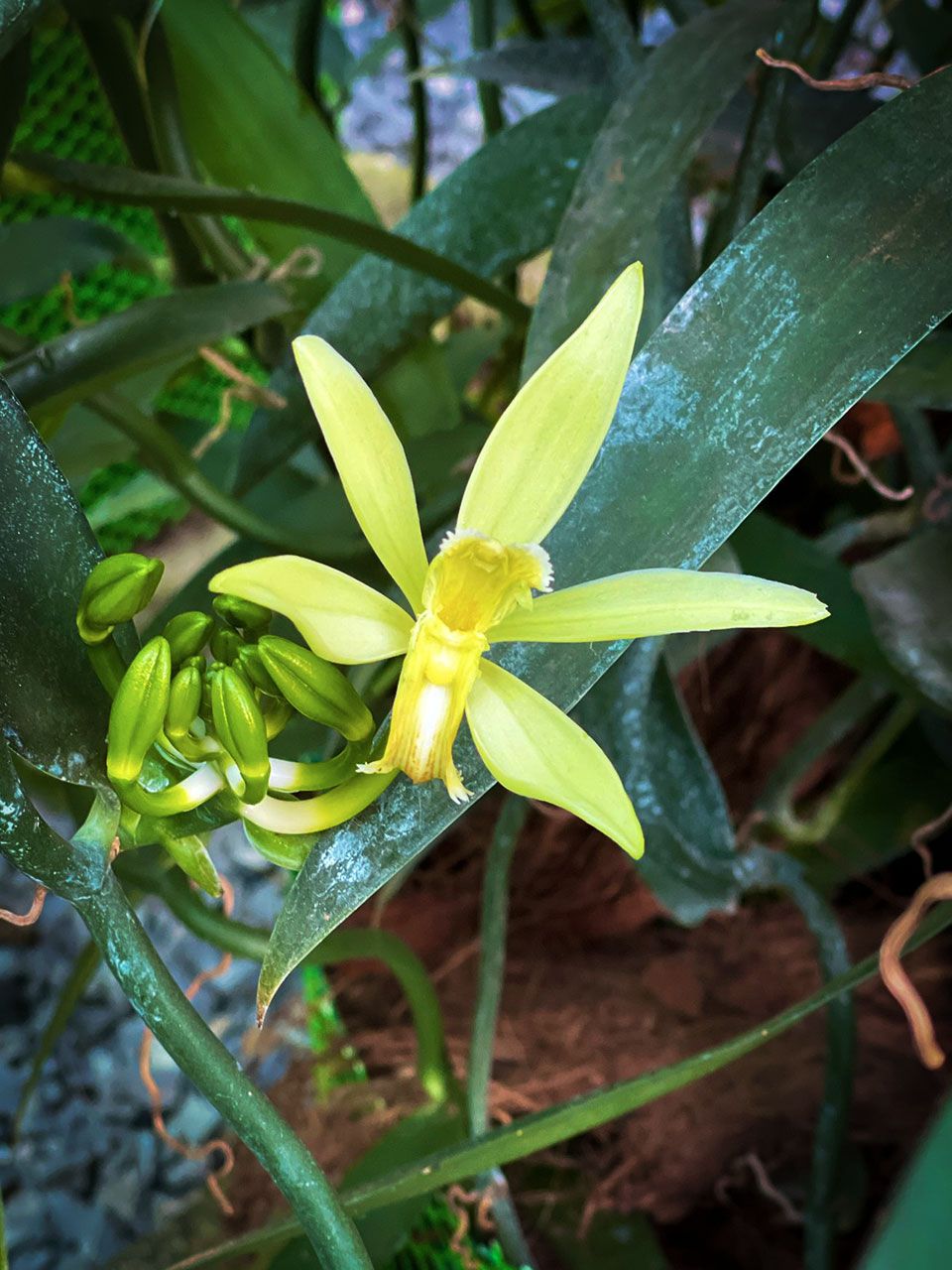 Une fleur de vanille jaune-vert ouverte parmi les feuilles.