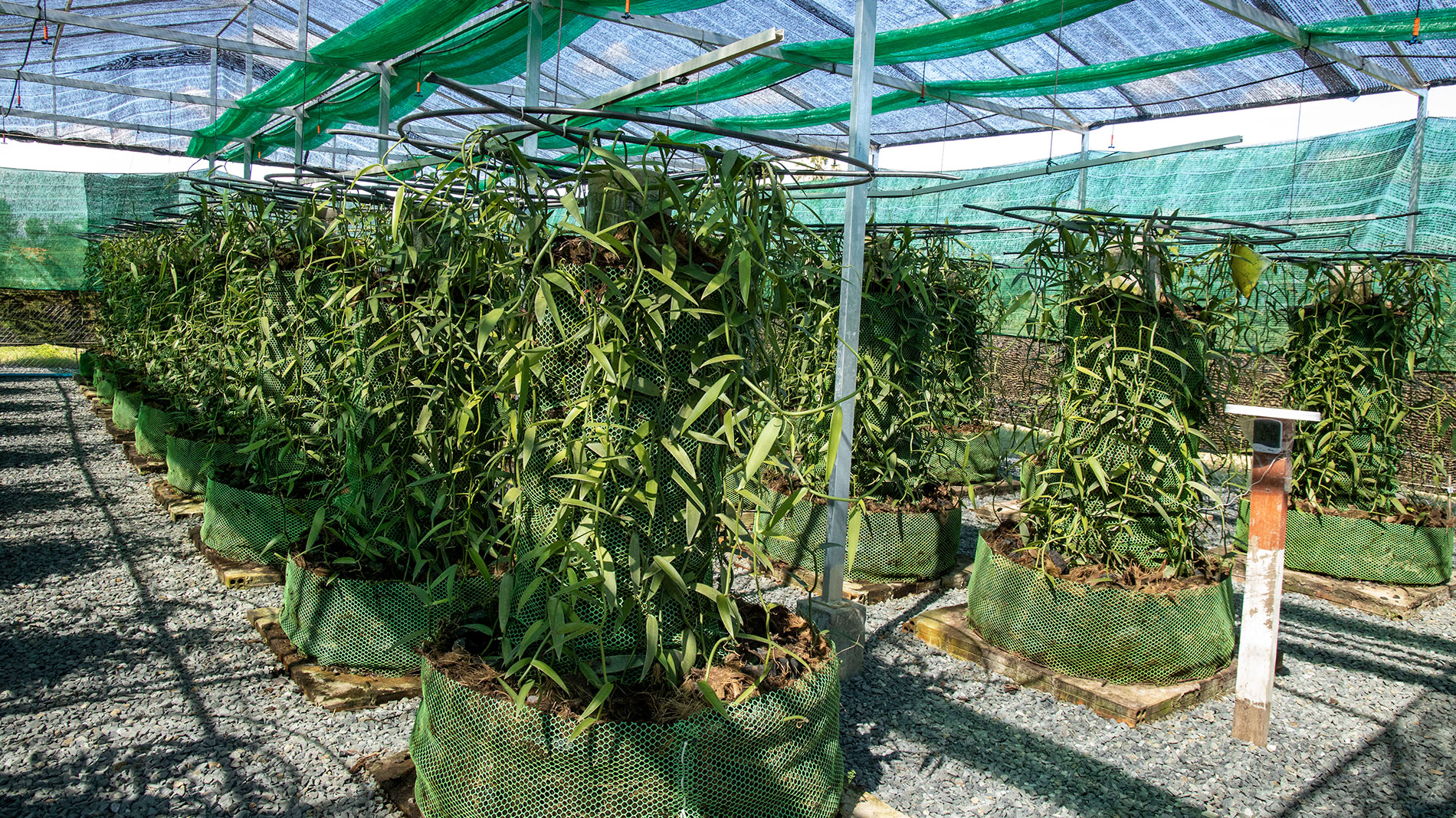 Des rangées de plants de vanille le long d’une allée dans la serre.