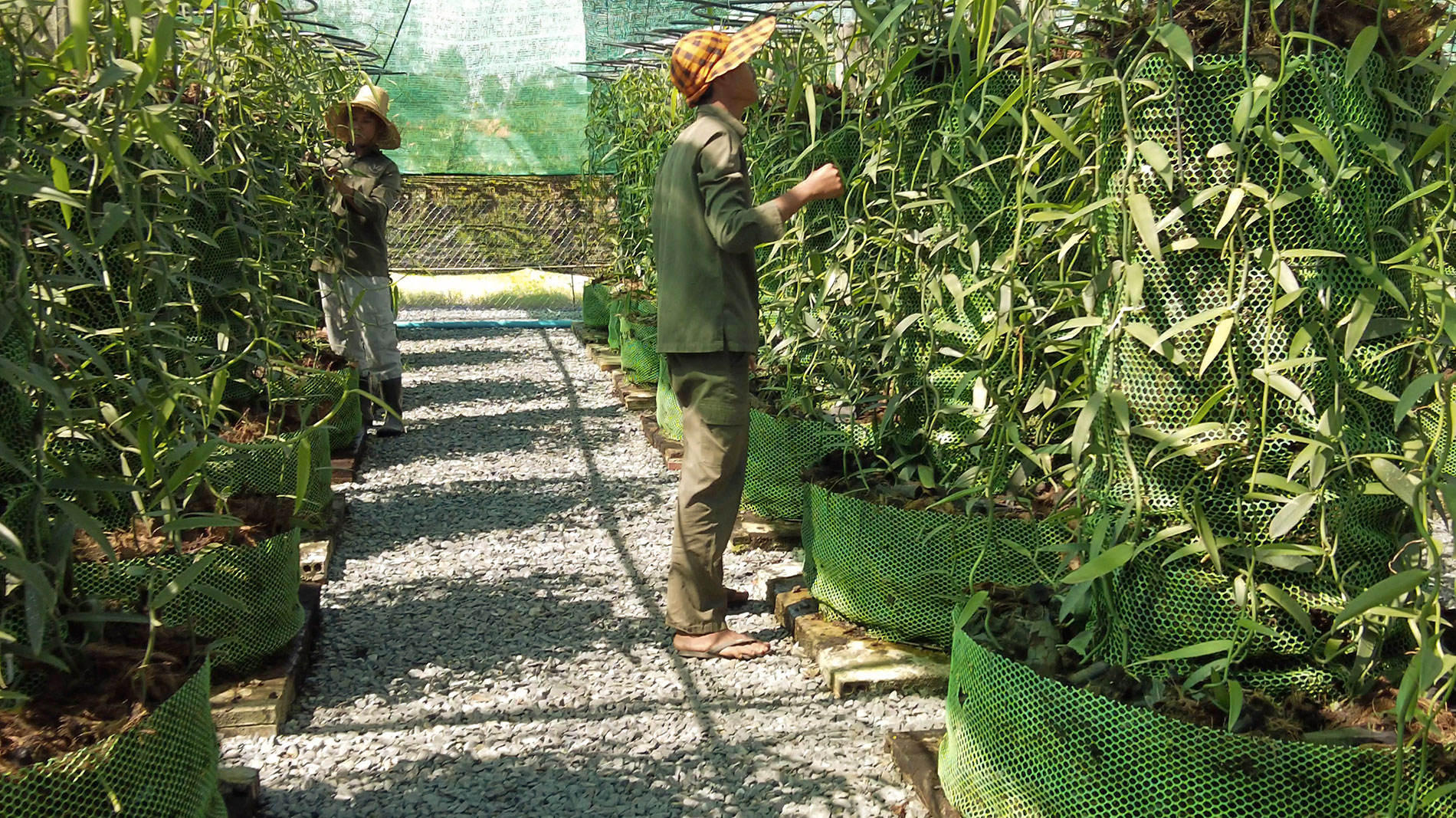 Un employé entretient des plants de vanille grimpants dans la serre.