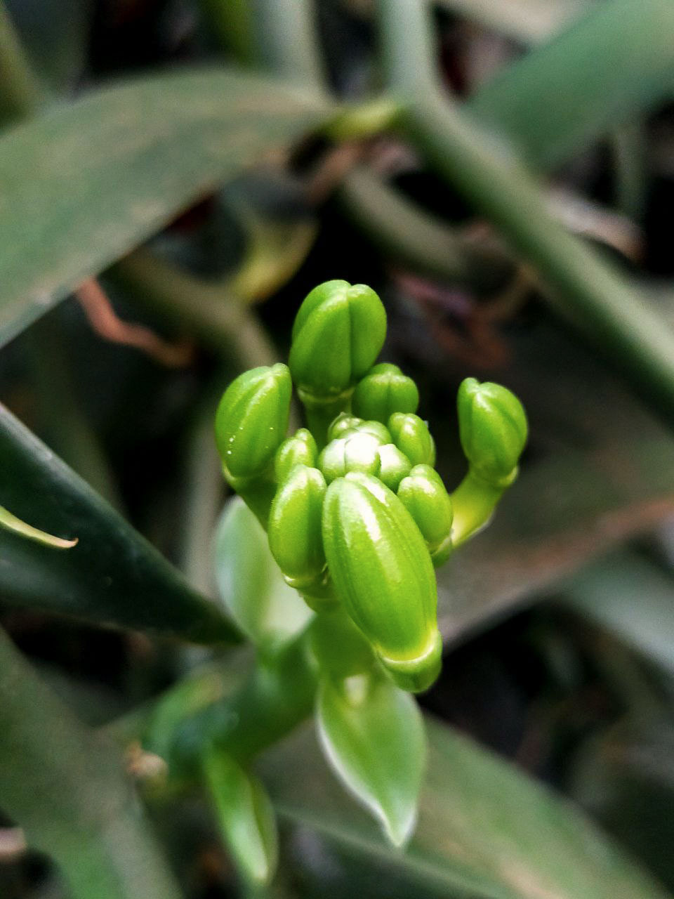 Gros plan sur les boutons floraux verts d’un plant de vanille.