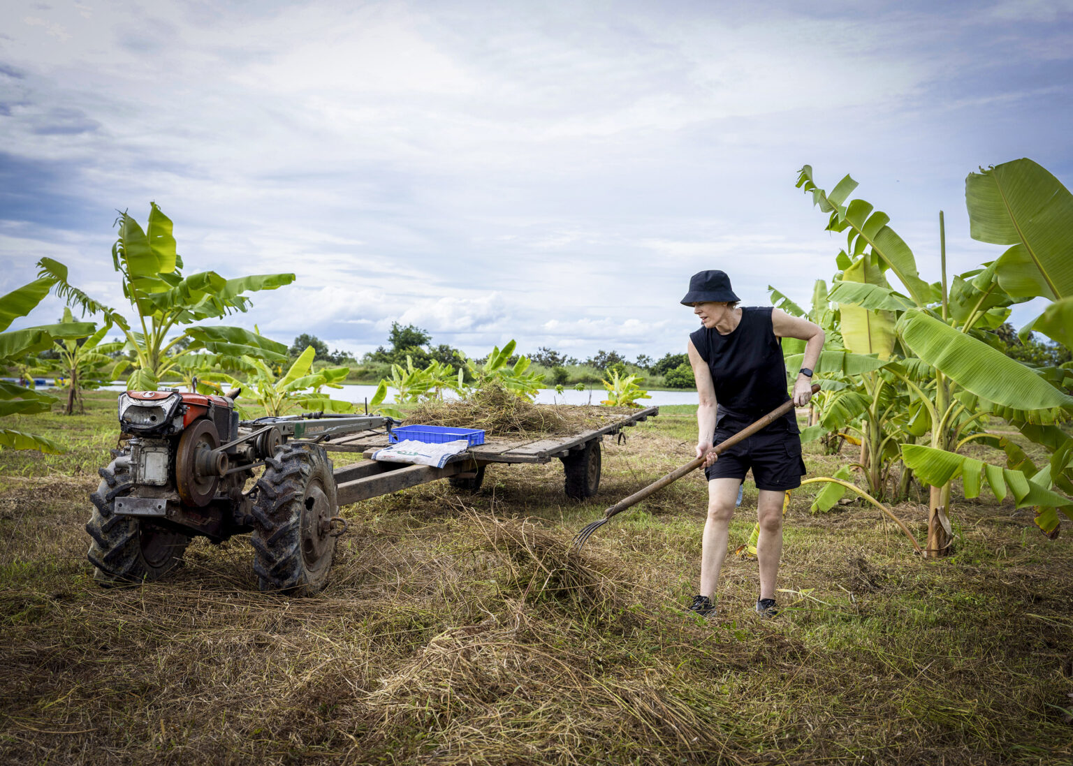 Volunteer working in a field beside a walking tractor.