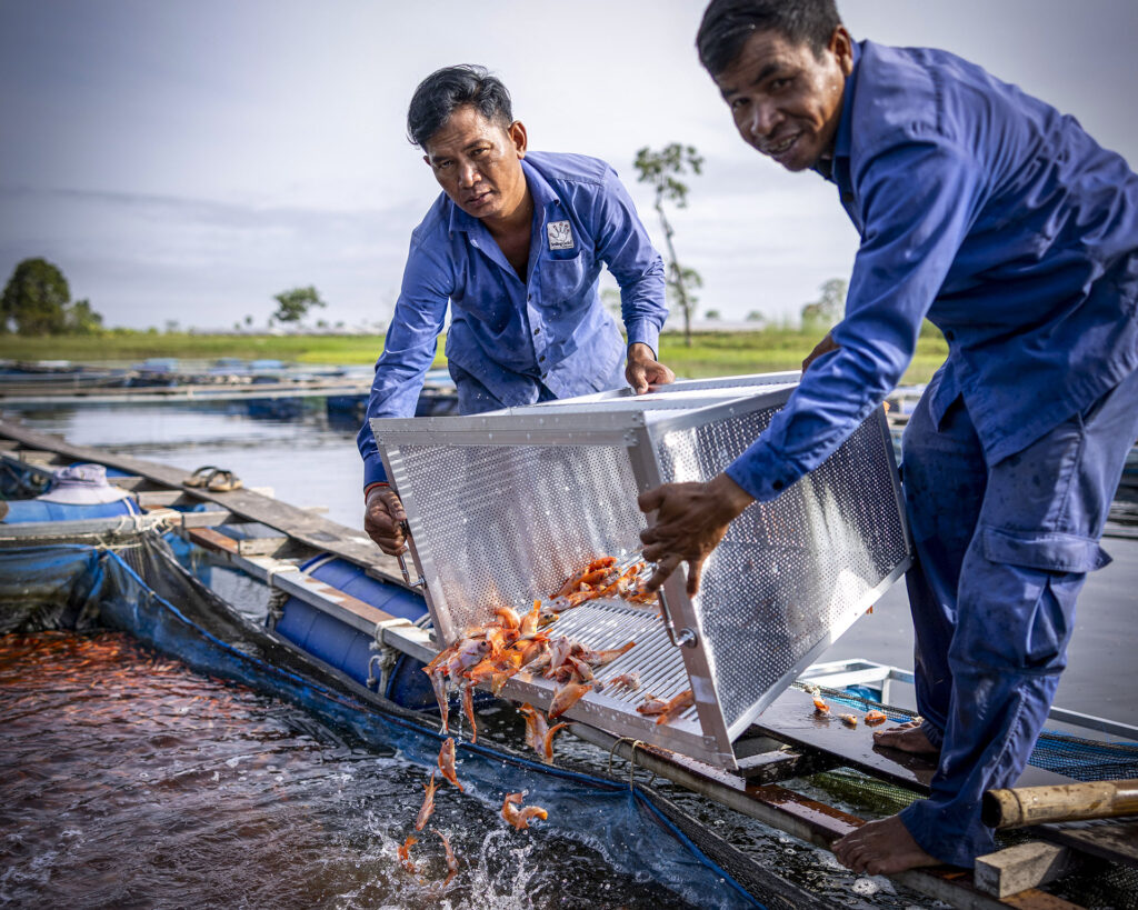 Staff tending fish at the breeding ponds.