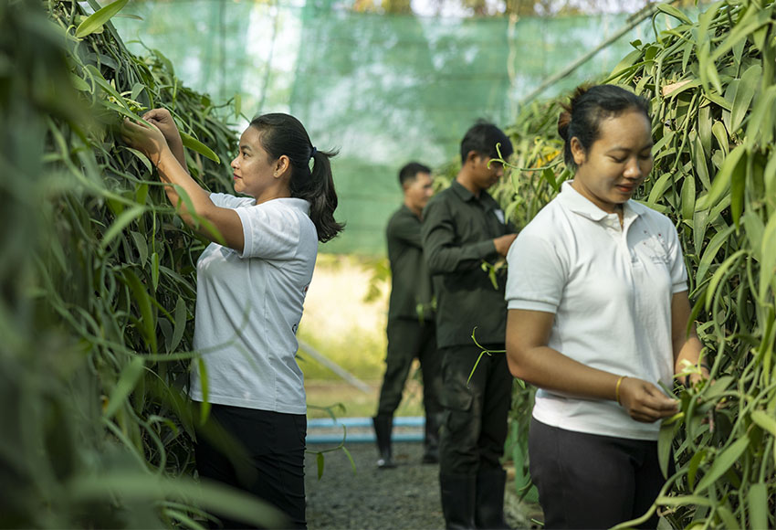 Staff tending plants in a greenhouse.